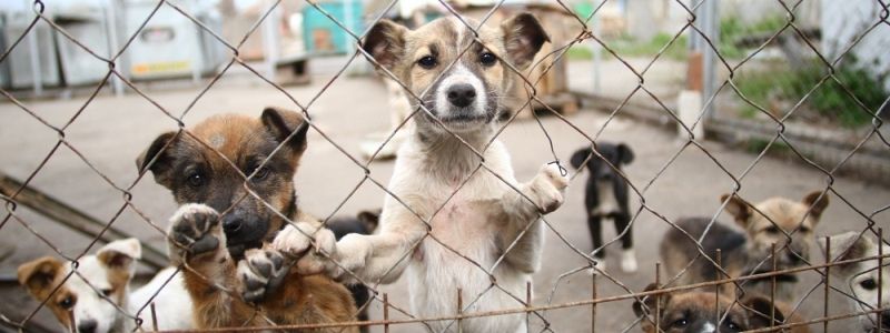 Чому собака з притулку краща, ніж з зоомагазина