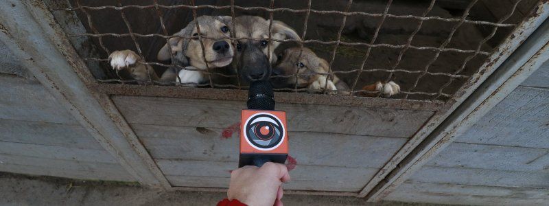 Притулок "Сіріус" разом з Інформатором запускають спільний проект: як допомогти безпритульним тваринам взимку