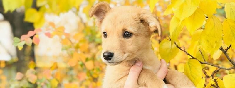 Подарите любовь: какие животные ищут дом в Киеве