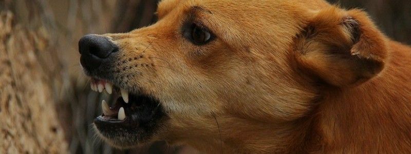 У Києві собака травмувала дитину: хто відповідальний та як захистити себе