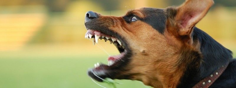 В Киеве бойцовская собака напала на ребенка: что делать и куда обращаться