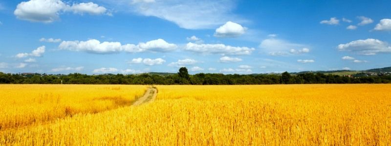 Перспективи розвитку легкої промисловості в Україні