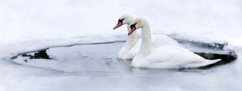 В Киеве массово замерзают лебеди: как помочь птицам и почему их опасно кормить