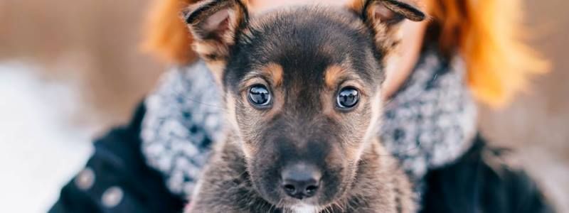 Подарите любовь: какие животные ищут дом в Киеве