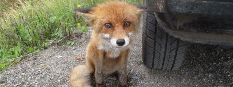 Под Киевом лисенок попал в капкан, установленный браконьерами