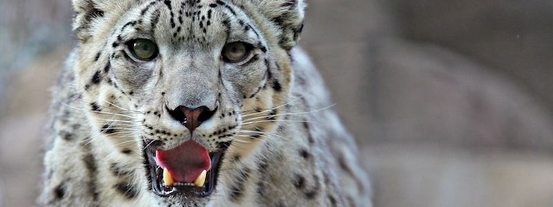 Открытие саммита G20, запуск поезда между двумя Кореями и побег снежного барса из британского зоопарка: ТОП новостей дня