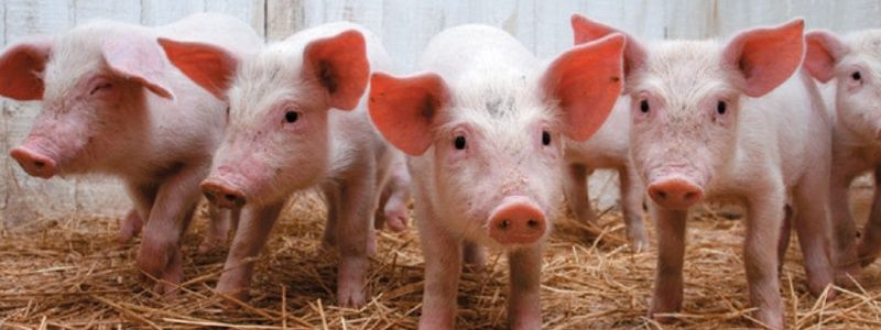 Фото с похорон Джорджа Буша-старшего, чума свиней в Украине и новый турнир от УЕФА: ТОП новостей дня