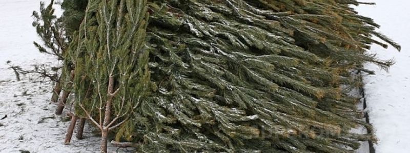 Як ліси Київщини захищатимуть від браконьєрів