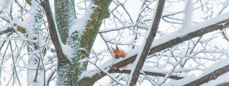 Волшебное зимнее королевство в Киеве: как выглядит заснеженная столица