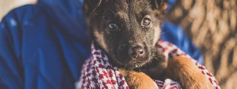 Подарите любовь: какие животные ищут дом в Киеве