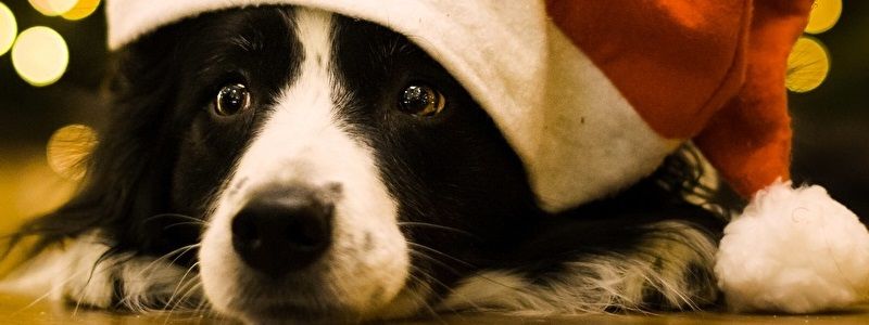 Як під час новорічних свят не потрапити до ветеринара зі своїм домашнім улюбленцем