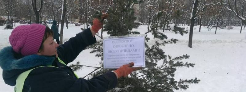 В Киеве елки обрабатывают химикатами с неприятным запахом