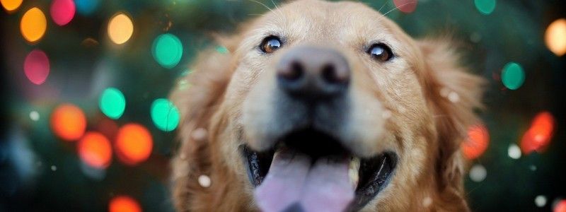 Как во время новогодних праздников не попасть к ветеринару со своим домашним любимцем