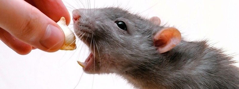 У Києві збираються ввести карантин через сказ