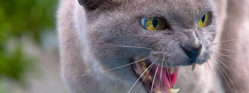 В Оболонском районе Киева ввели карантин из-за бешенства: что делать и куда обращаться в случае укуса