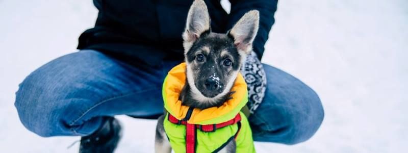 Подарите любовь: какие животные ищут дом в Киеве