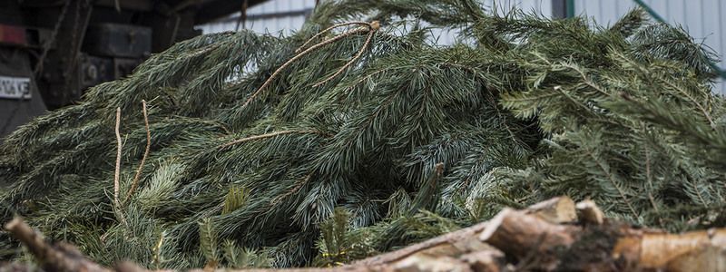 В зоопарке Киева рассказали, почему им не стоит приносить ненужные елки
