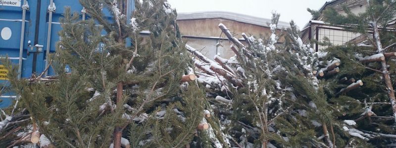 Когда убирать новогоднюю елку и куда ее деть