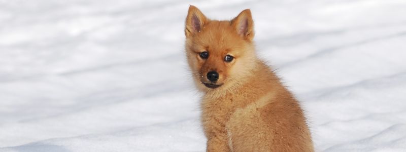 Подарите любовь: какие животные ищут дом в Киеве