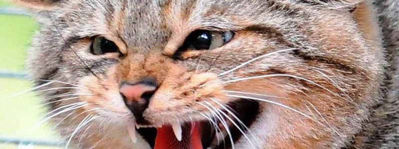 Кошеня зі сказом: що робити, якщо вас вкусила тварина та як вилікуватися