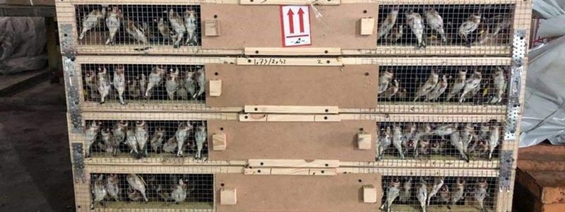 В аэропорту Киева задержали крупную контрабанду птиц: как спасали от гибели 1600 щеглов
