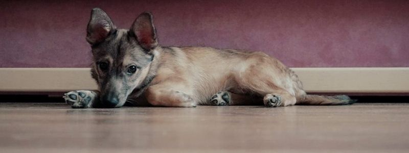 Подарите любовь: какие животные ищут дом в Киеве