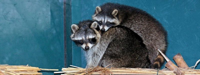 Международный день объятий: как в зоопарке Киева животные проявляют нежность и любовь