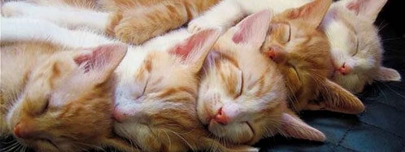 26 января: куда пойти сегодня