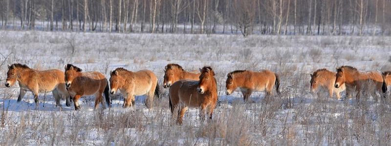 Стало известно, какие редкие животные обитают в зоне отчуждения