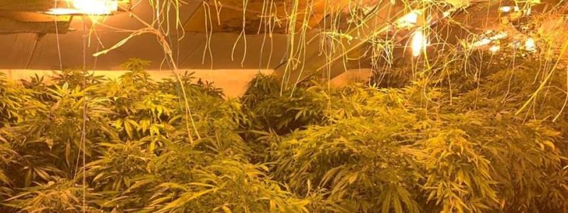 В Киеве на чердаке многоквартирного дома мужчина вырастил 200 кустов конопли