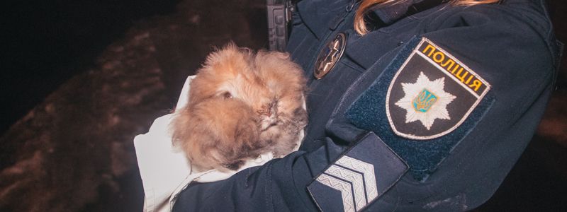 В Киеве на Троещине сгорела квартира: пожарные спасли домашнего кролика