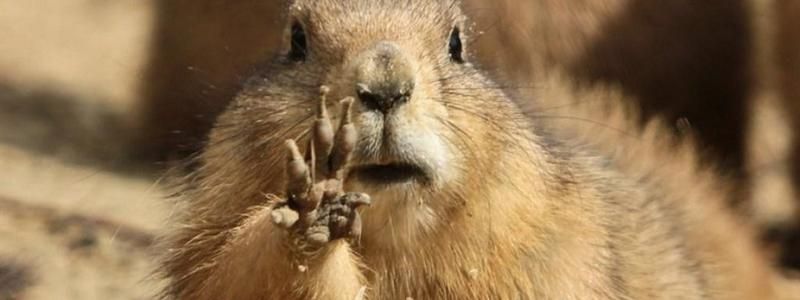 День сурка 2019: какую весну предсказал Тимка III для жителей Украины