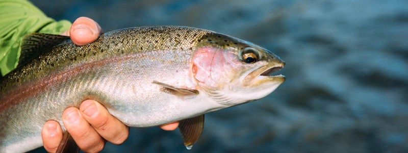 Чи залишиться в Україні власна риба