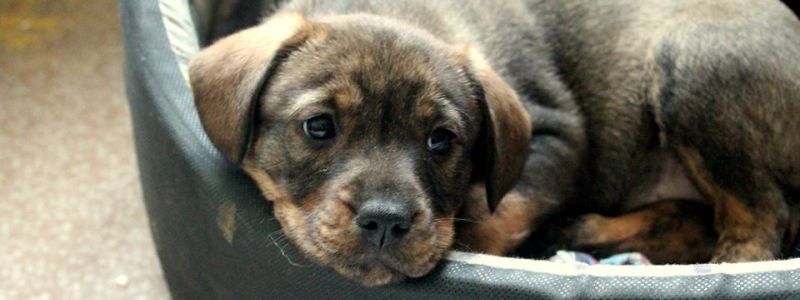 Подарите любовь: какие животные ищут дом в Киеве