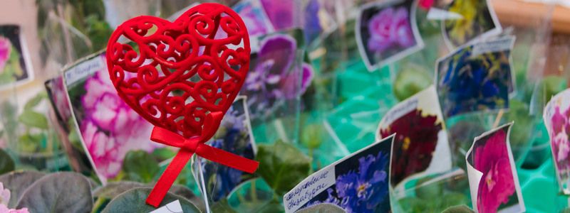 В Киев ко Дню влюбленных привезли хищные растения: где увидеть