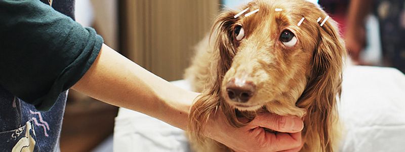 В Киеве мужчина избил бездомную собаку: что грозит за жестокое обращение с животными