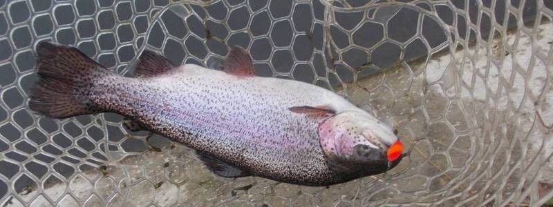 Где в Киеве незаконно продают рыбу