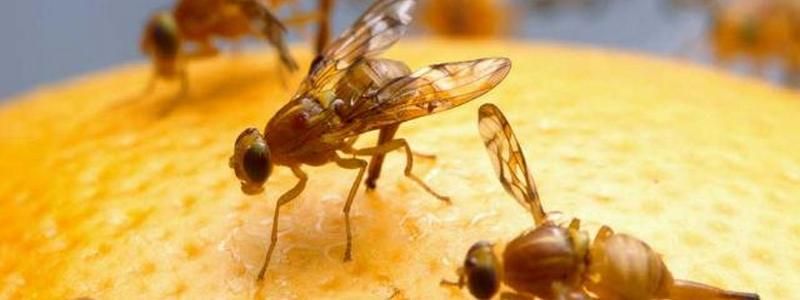 Под Киевом нашли 25 тонн зараженных фруктов из Египта