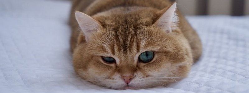 Почему проветривание квартиры опасно для котов