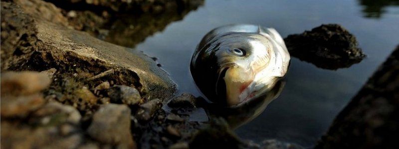В Киеве соль, которой посыпают дороги, отравляет водоемы и превращает их в смертельные лиманы