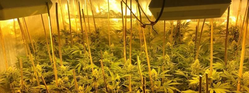 Под Киевом задержали наркоагрария с 50 килограммами марихуаны