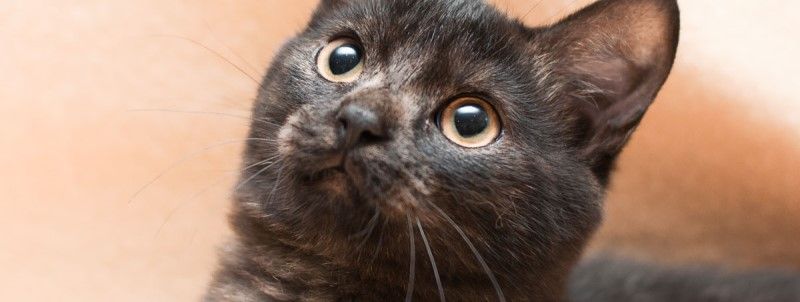 Подарите любовь: какие животные ищут дом в Киеве