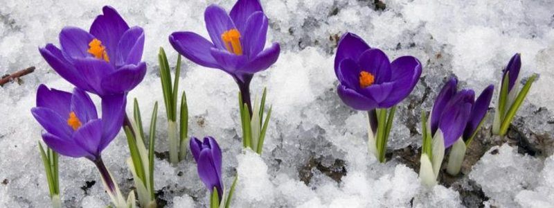 В Киеве будут штрафовать за продажу редких цветов: сколько заплатят нарушители