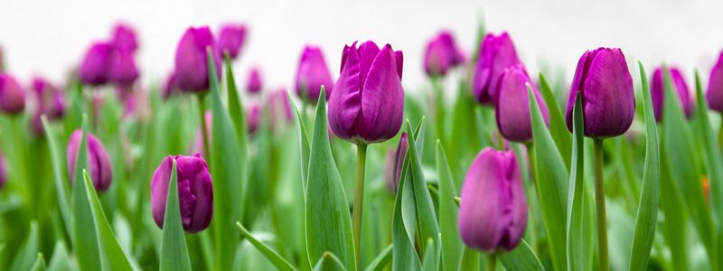 Сколько цветов и деревьев высадят в Киеве в 2019 году