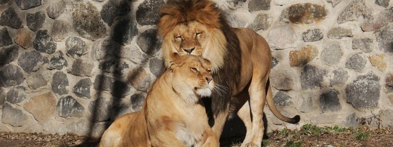 На 8 марта зоопарк Киева сделал сюрприз для женщин: подробности