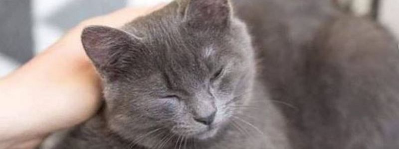 Подарите любовь: какие животные ищут дом в Киеве