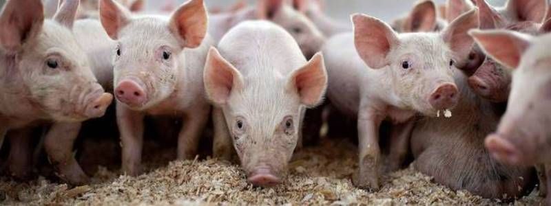 Под Киевом спасатели вытащили из огня 350 поросят