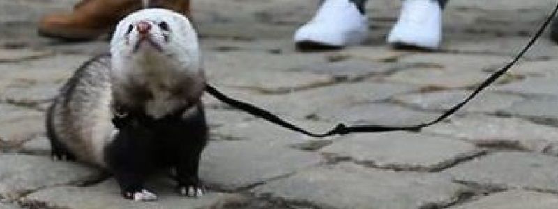 Екологи вимагають заборонити в Україні хутряні ферми