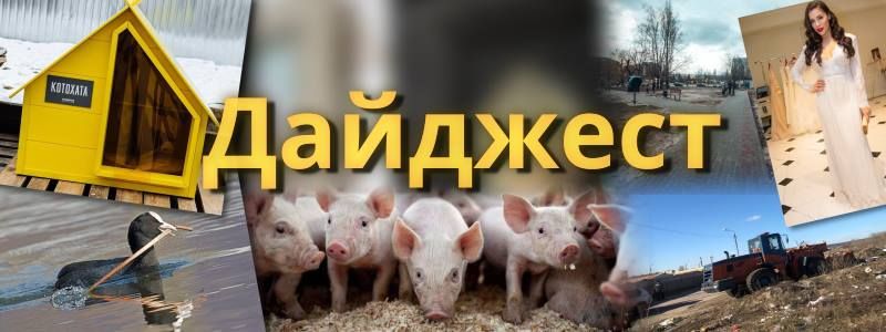 Спасение 350 поросят, коллекция свадебных платьев и "котохаты" в Киеве: ТОП хороших новостей недели