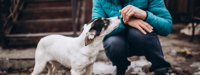 Подарите любовь: какие животные ищут дом в Киеве